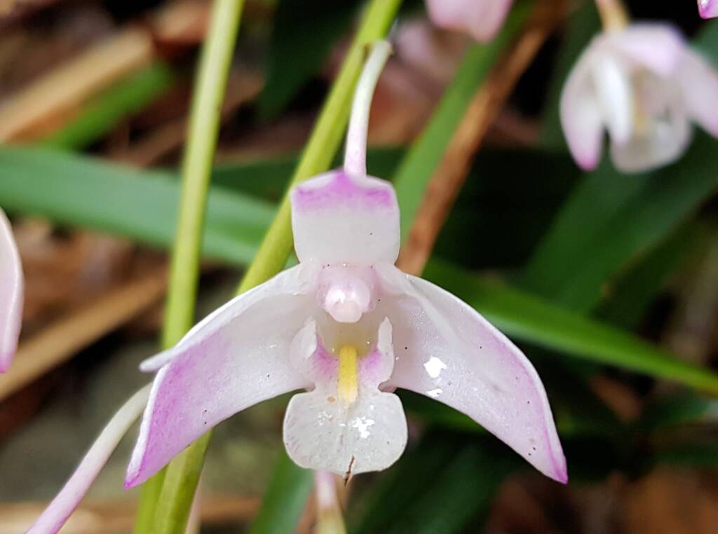 Pink Rock Orchid (Dendrobium kingianum), Stony Range Regional Botanic Garden, Dee Why NSW