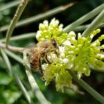 European Honey Bee (Apis mellifera) on Needlewood (Hakea leucoptera), Alice Springs NT