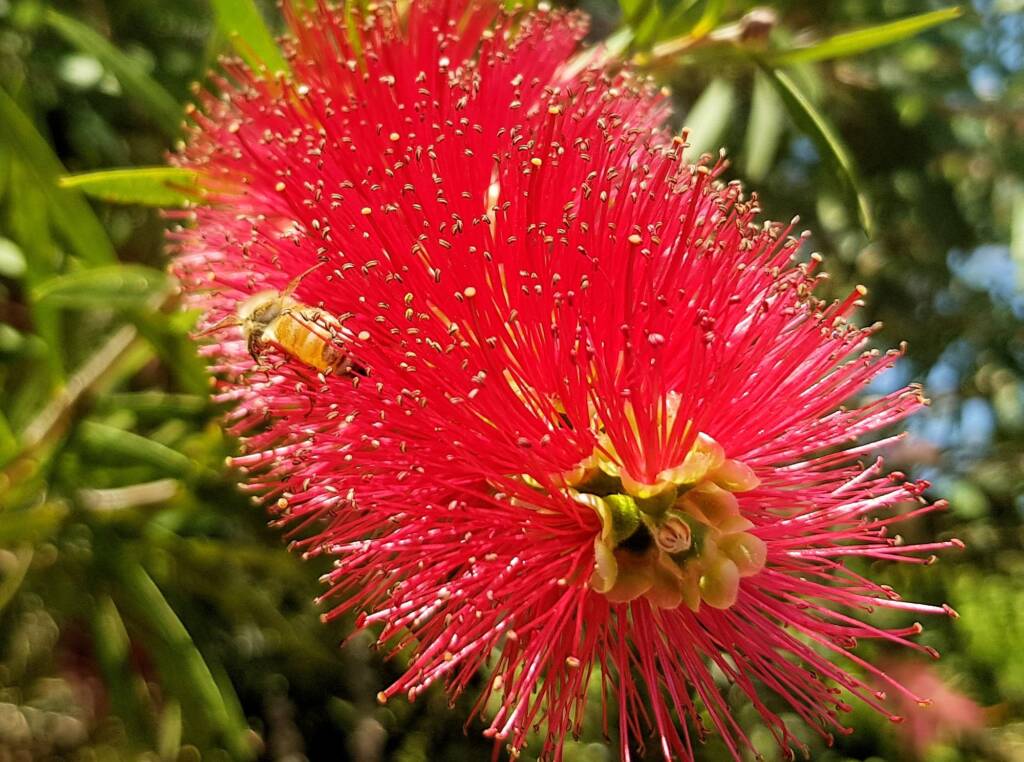 European Honey Bee (Apis mellifera) on Weeping Bottlebrush (Callistemon viminalis), Alice Springs NT