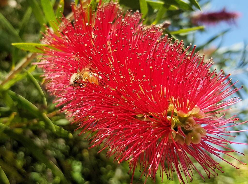 European Honey Bee (Apis mellifera) on Weeping Bottlebrush (Callistemon viminalis), Alice Springs NT