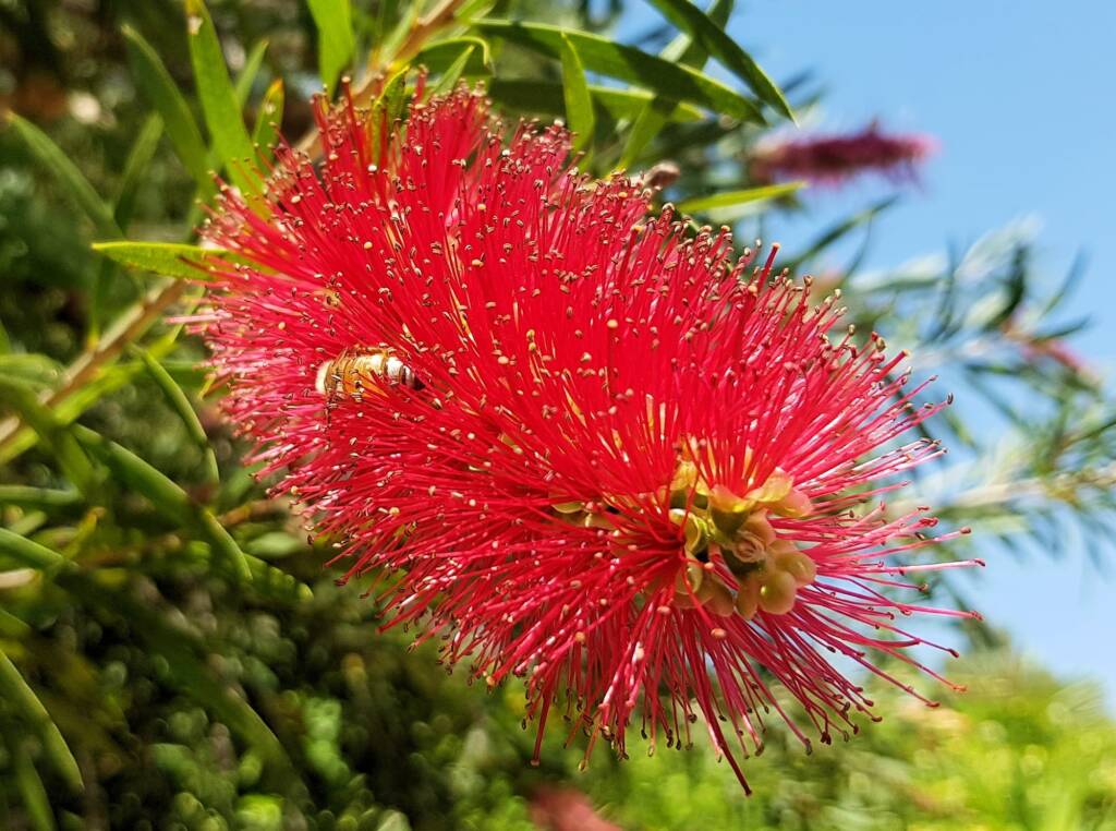 European Honey Bee (Apis mellifera) on Weeping Bottlebrush (Callistemon viminalis), Alice Springs NT
