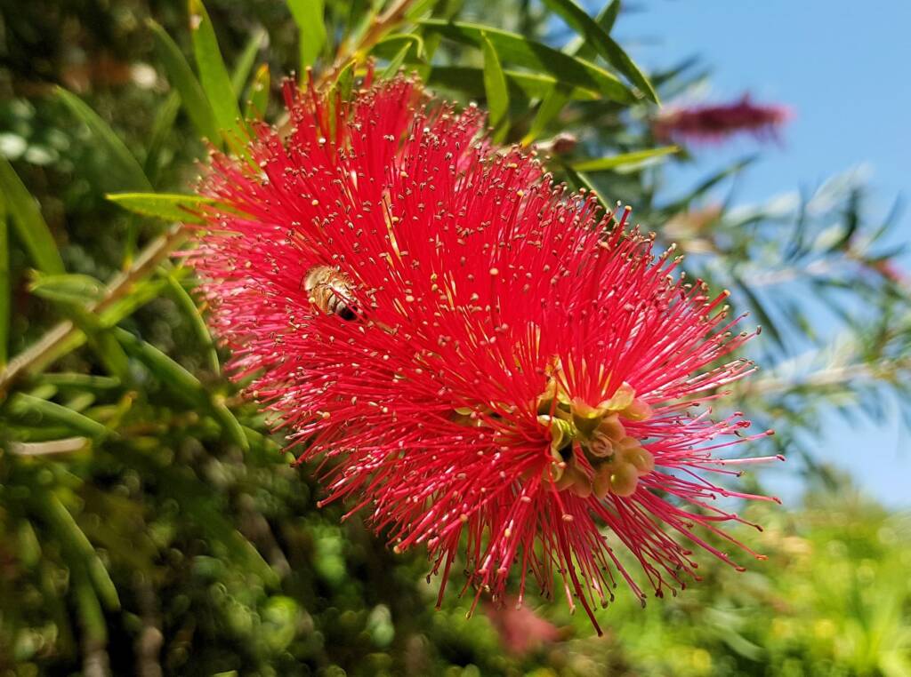 European Honey Bee (Apis mellifera) on Weeping Bottlebrush (Callistemon viminalis), Alice Springs NT