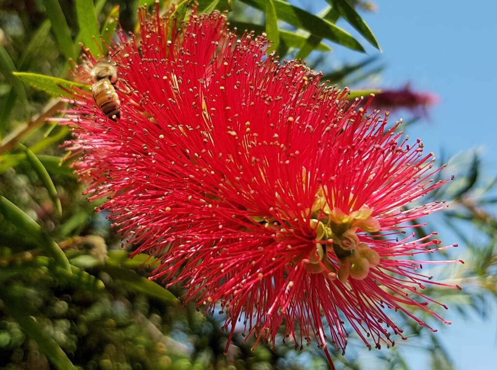 European Honey Bee (Apis mellifera) on Weeping Bottlebrush (Callistemon viminalis), Alice Springs NT