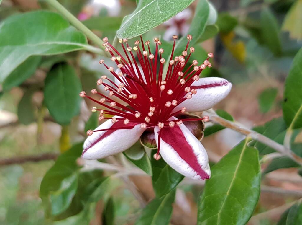 Pineapple Guava (Feijoa sellowiana)