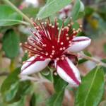 Pineapple Guava (Feijoa sellowiana)