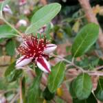 Pineapple Guava (Feijoa sellowiana)