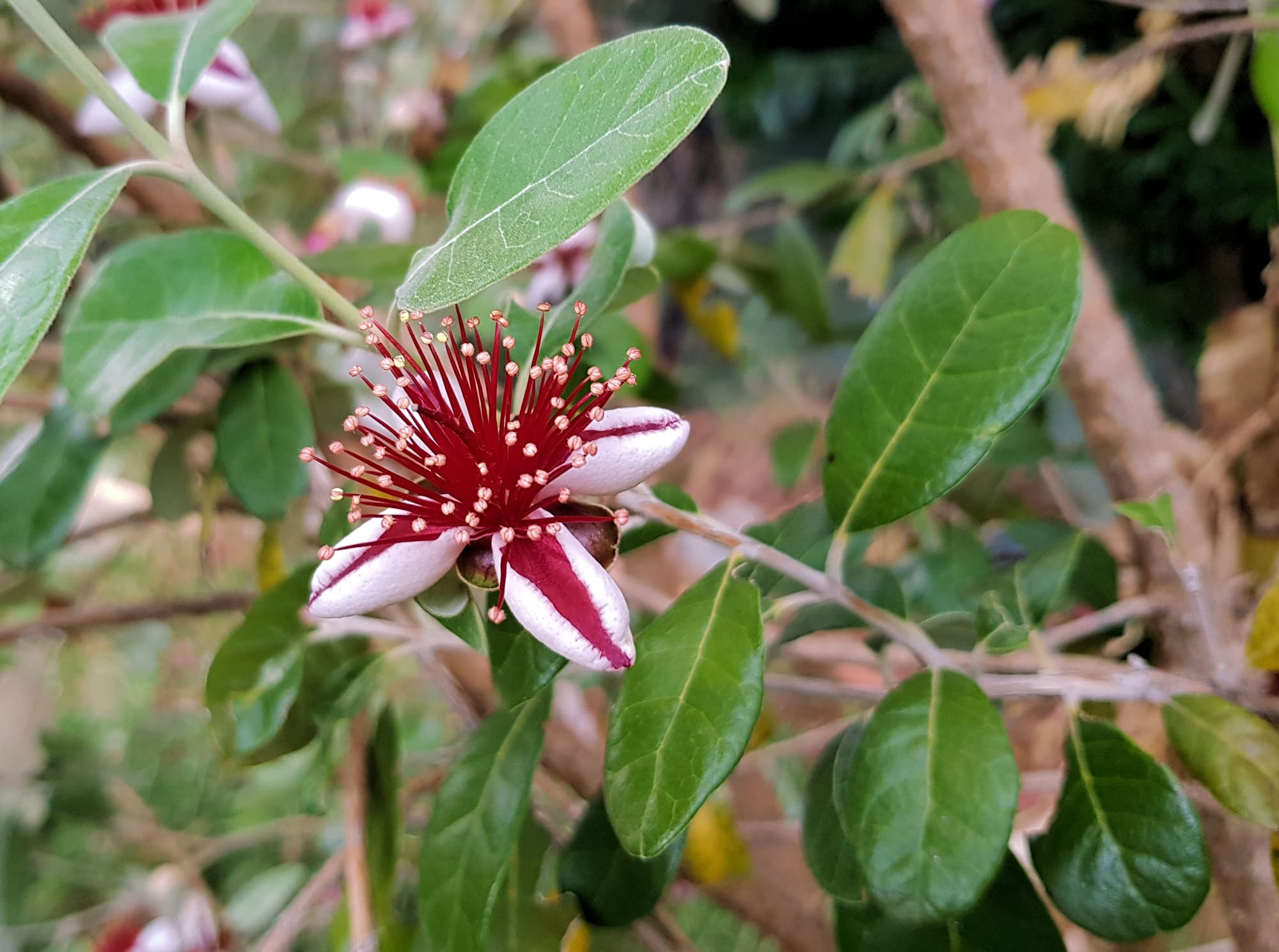 Pineapple Guava (Feijoa sellowiana)