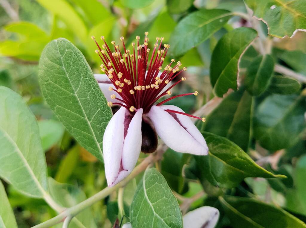 Pineapple Guava (Feijoa sellowiana)