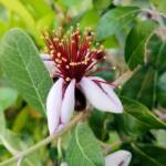 Pineapple Guava (Feijoa sellowiana)