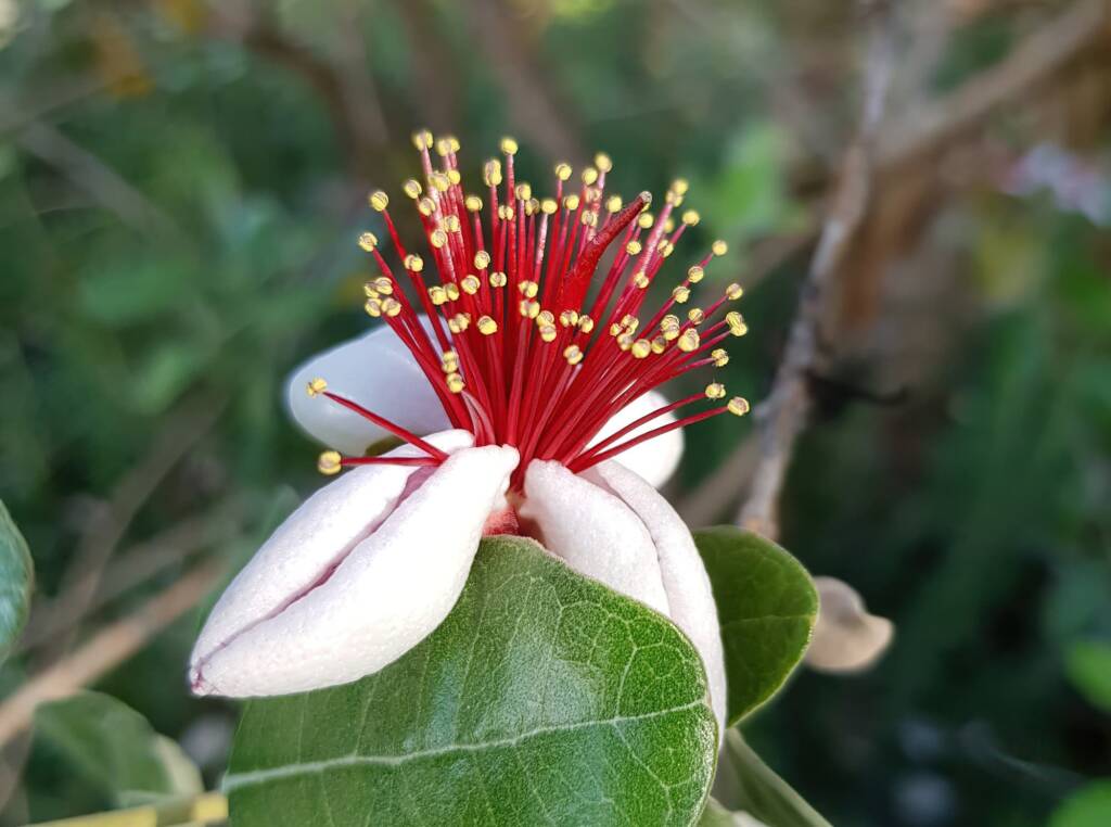 Pineapple Guava (Feijoa sellowiana)
