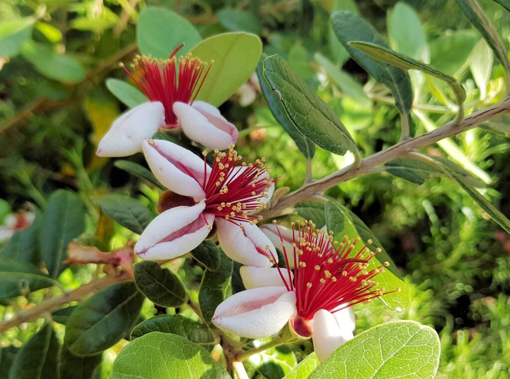 Pineapple Guava (Feijoa sellowiana)