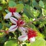 Pineapple Guava (Feijoa sellowiana)