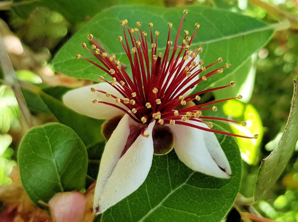 Pineapple Guava (Feijoa sellowiana)