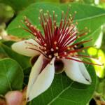 Pineapple Guava (Feijoa sellowiana)