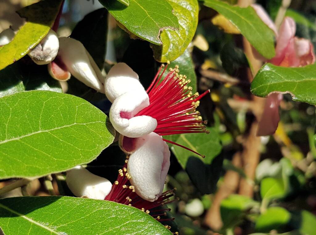 Pineapple Guava (Feijoa sellowiana)