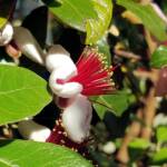 Pineapple Guava (Feijoa sellowiana)