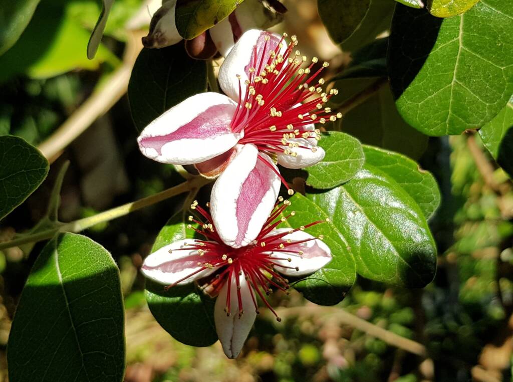 Pineapple Guava (Feijoa sellowiana)