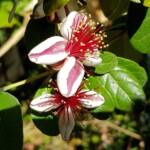 Pineapple Guava (Feijoa sellowiana)