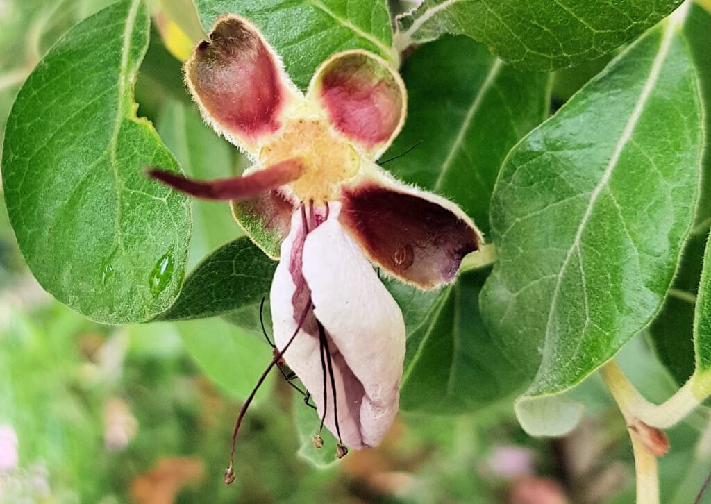 Pineapple Guava (Feijoa sellowiana)