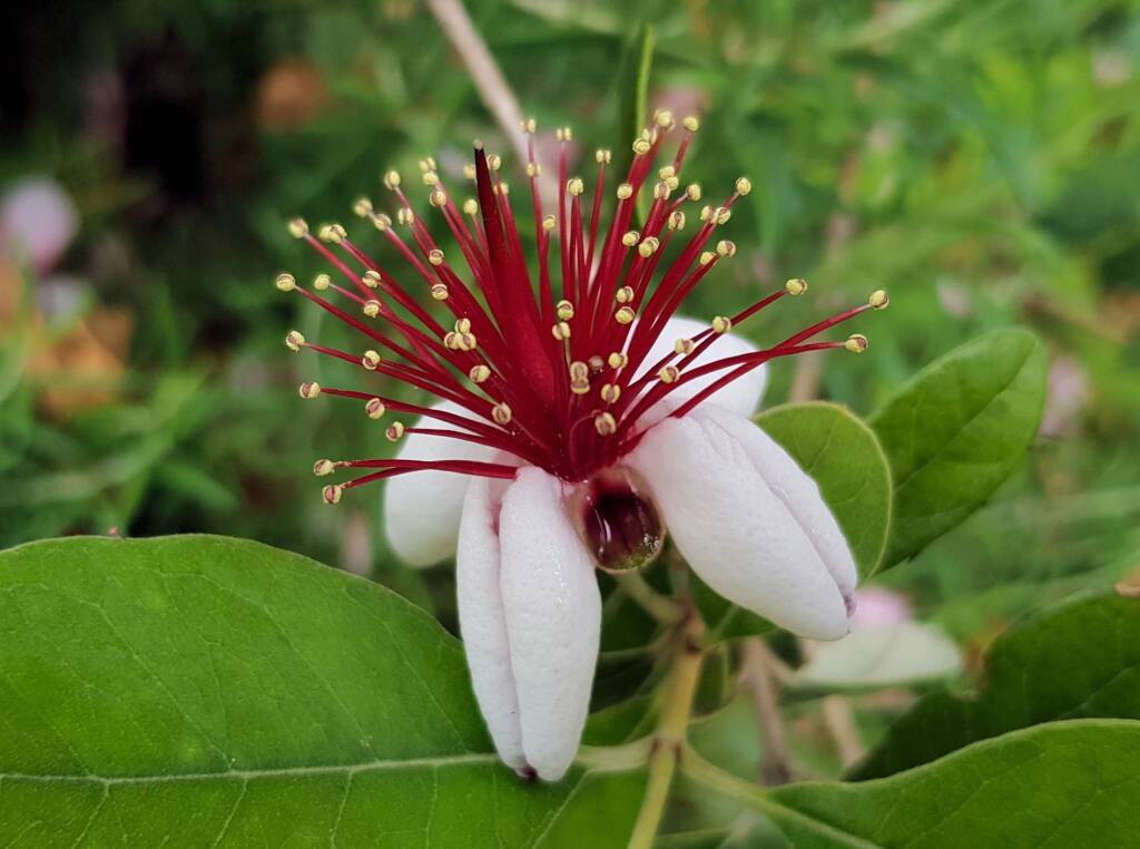 Pineapple Guava (Feijoa sellowiana)