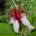 Pineapple Guava (Feijoa sellowiana)