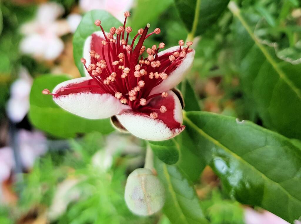 Pineapple Guava (Feijoa sellowiana)