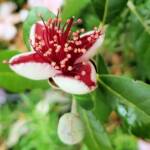 Pineapple Guava (Feijoa sellowiana)