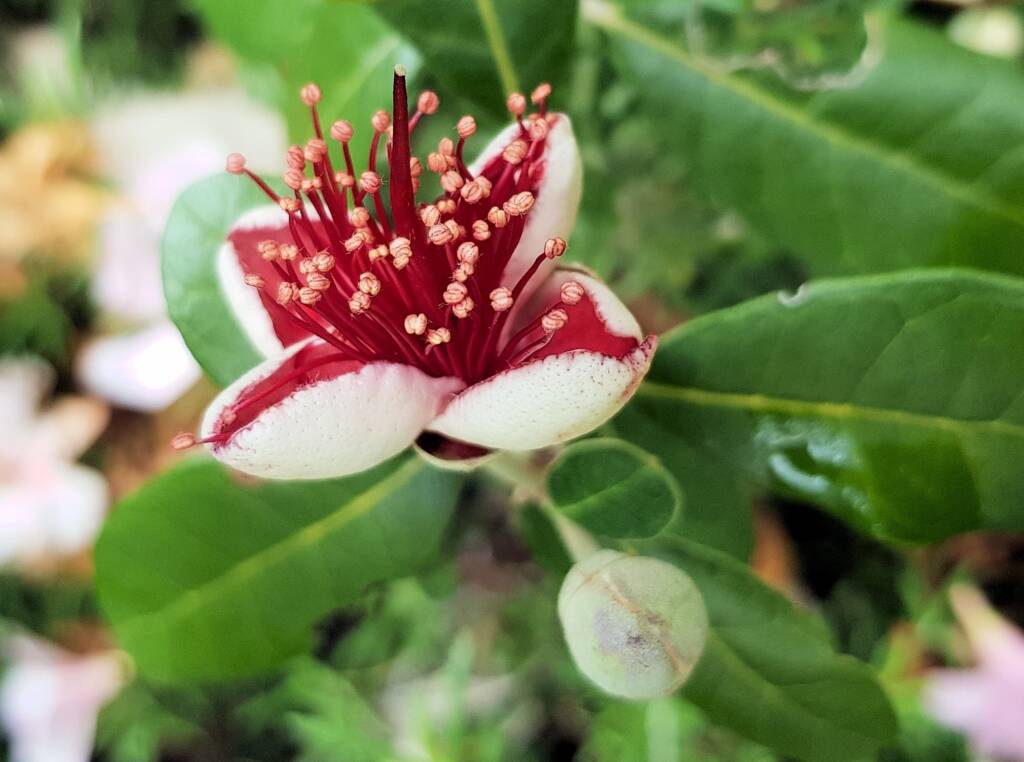 Pineapple Guava (Feijoa sellowiana)