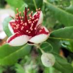Pineapple Guava (Feijoa sellowiana)