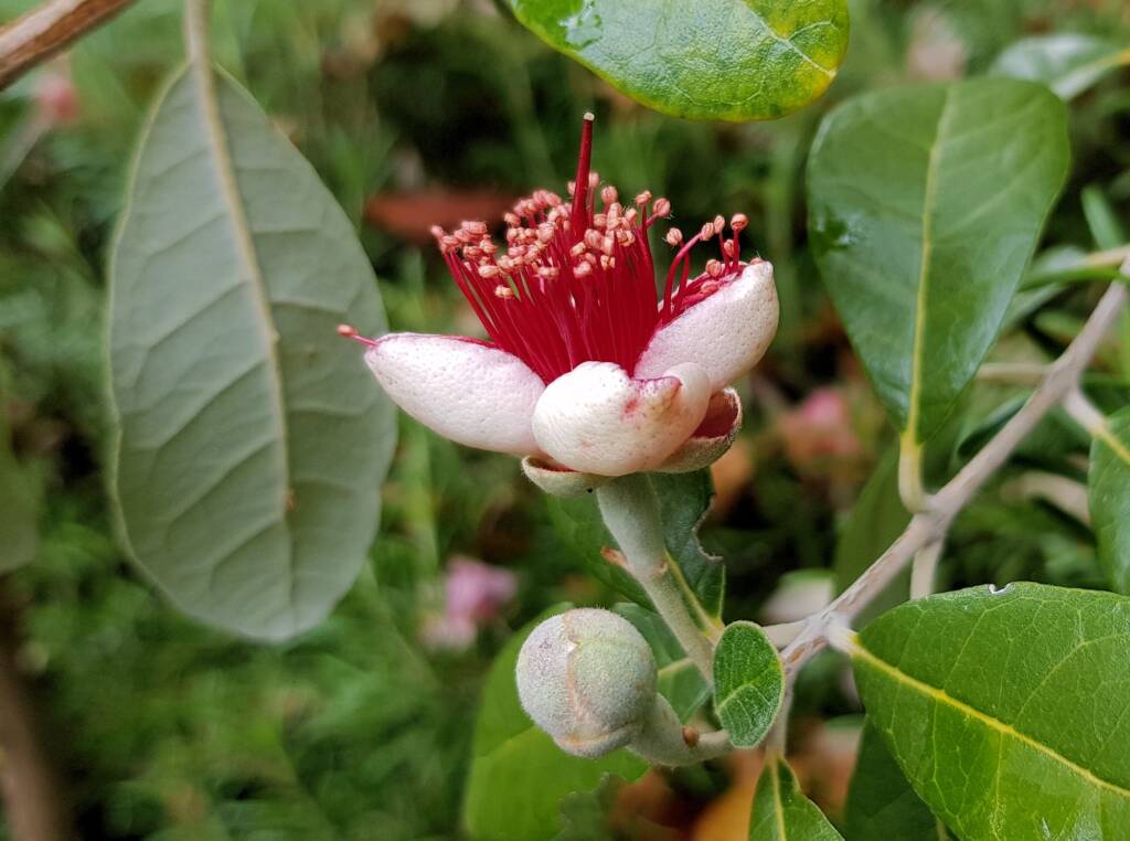 Pineapple Guava (Feijoa sellowiana)
