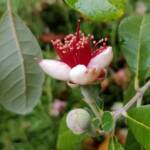 Pineapple Guava (Feijoa sellowiana)