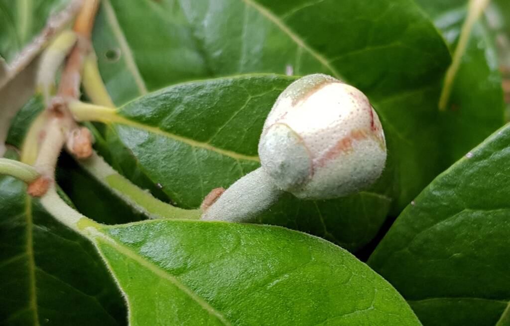 Pineapple Guava (Feijoa sellowiana)