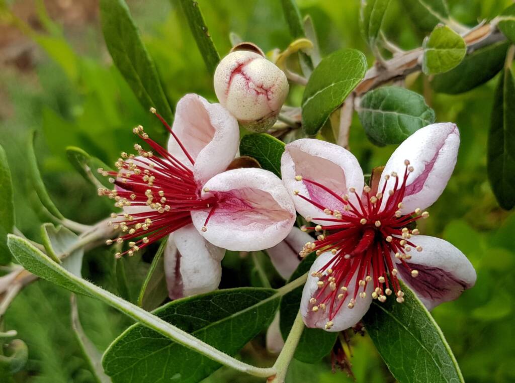Pineapple Guava (Feijoa sellowiana)
