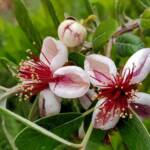 Pineapple Guava (Feijoa sellowiana)
