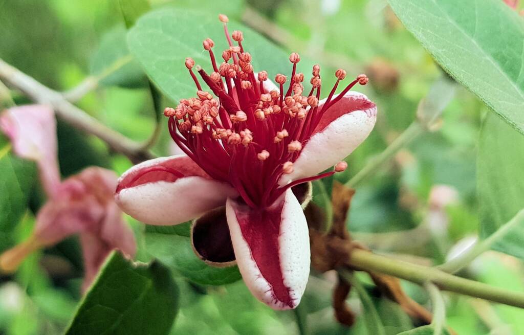 Pineapple Guava (Feijoa sellowiana)