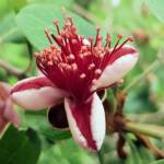 Pineapple Guava (Feijoa sellowiana)