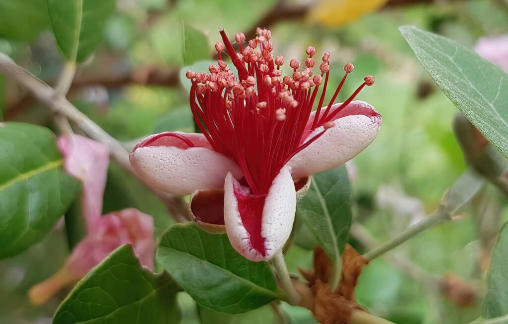 Pineapple Guava (Feijoa sellowiana)