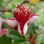 Pineapple Guava (Feijoa sellowiana)