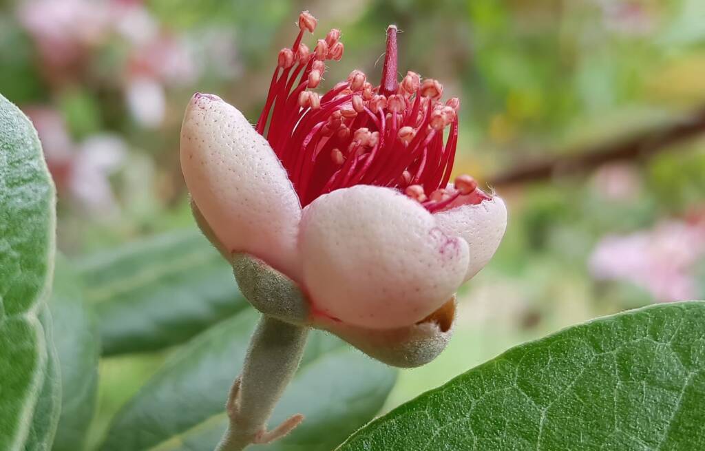 Pineapple Guava (Feijoa sellowiana)