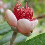 Pineapple Guava (Feijoa sellowiana)