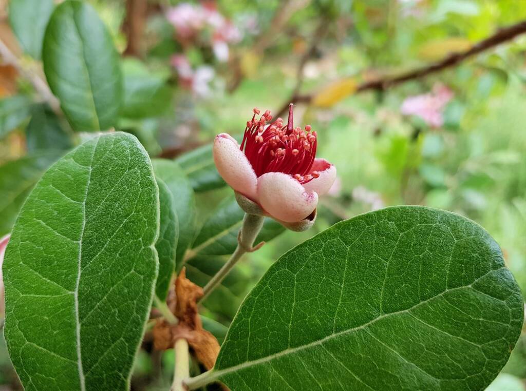 Pineapple Guava (Feijoa sellowiana)