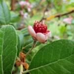 Pineapple Guava (Feijoa sellowiana)