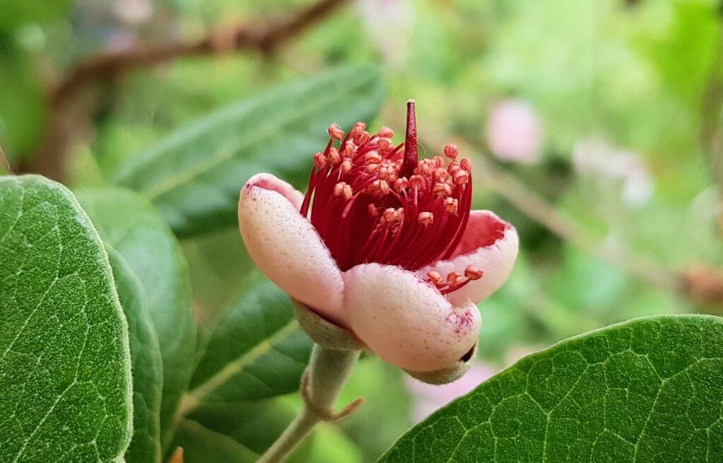 Pineapple Guava (Feijoa sellowiana)
