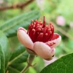 Pineapple Guava (Feijoa sellowiana)