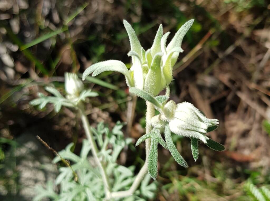 Flannel Flower, Stony Range Regional Botanic Garden, Dee Why NSW