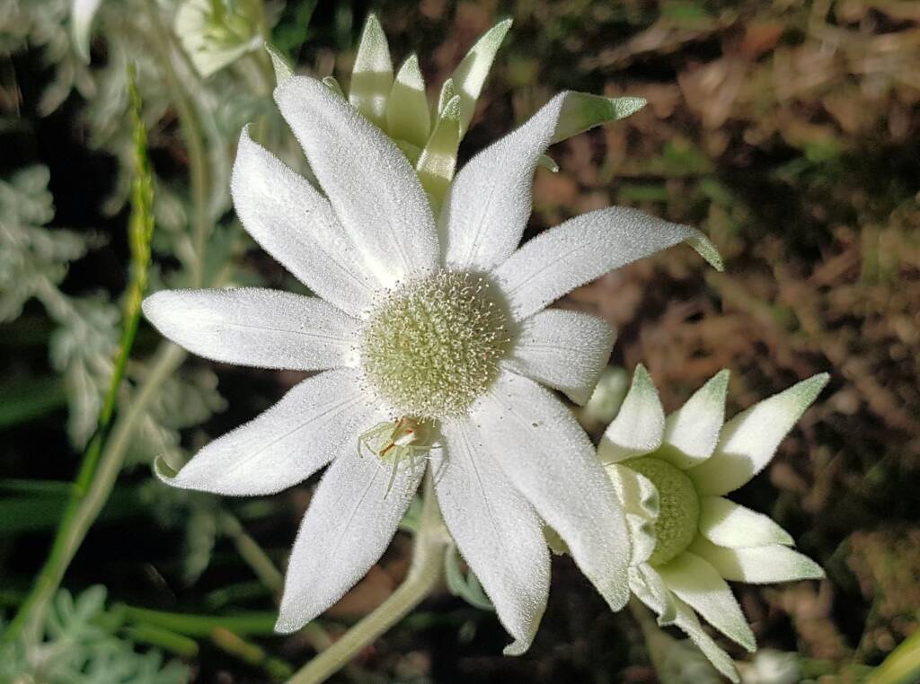 Flannel Flower (Actinotus helianthi), Stony Range Regional Botanic Garden, Dee Why NSW