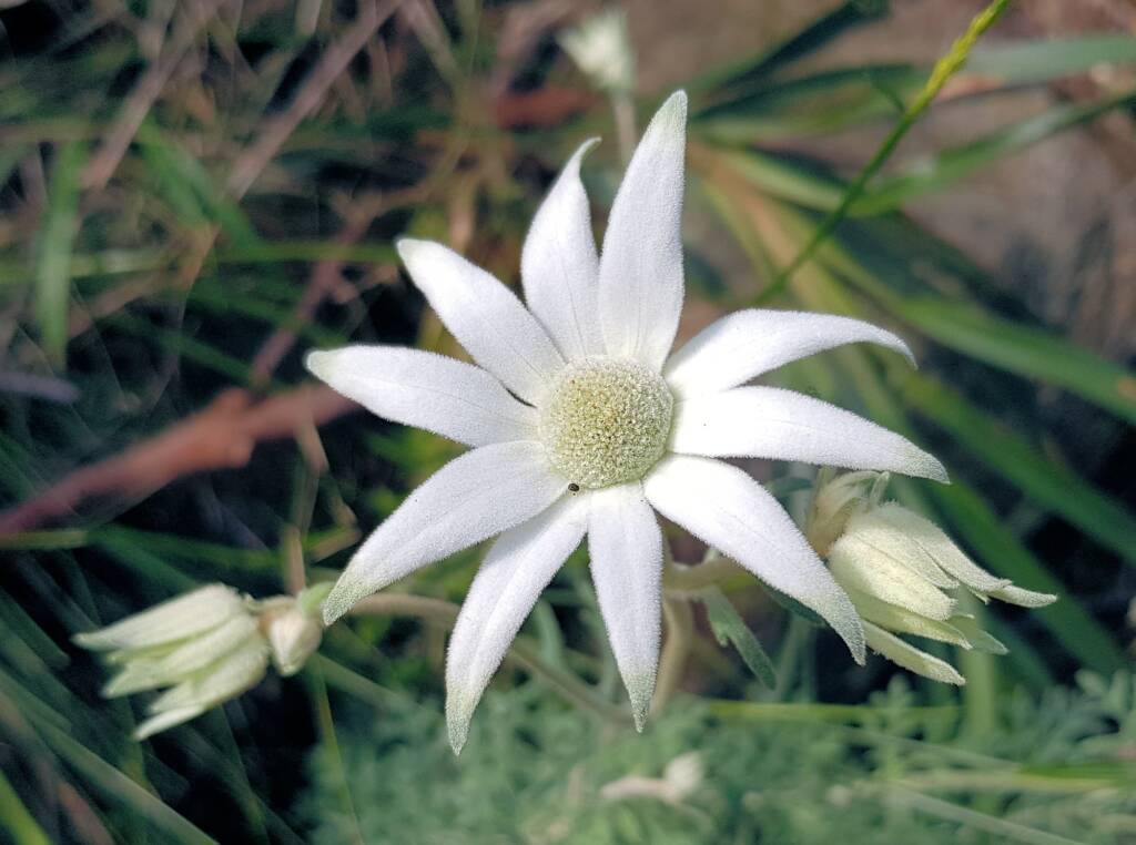Flannel Flower (Actinotus helianthi), Stony Range Regional Botanic Garden, Dee Why NSW