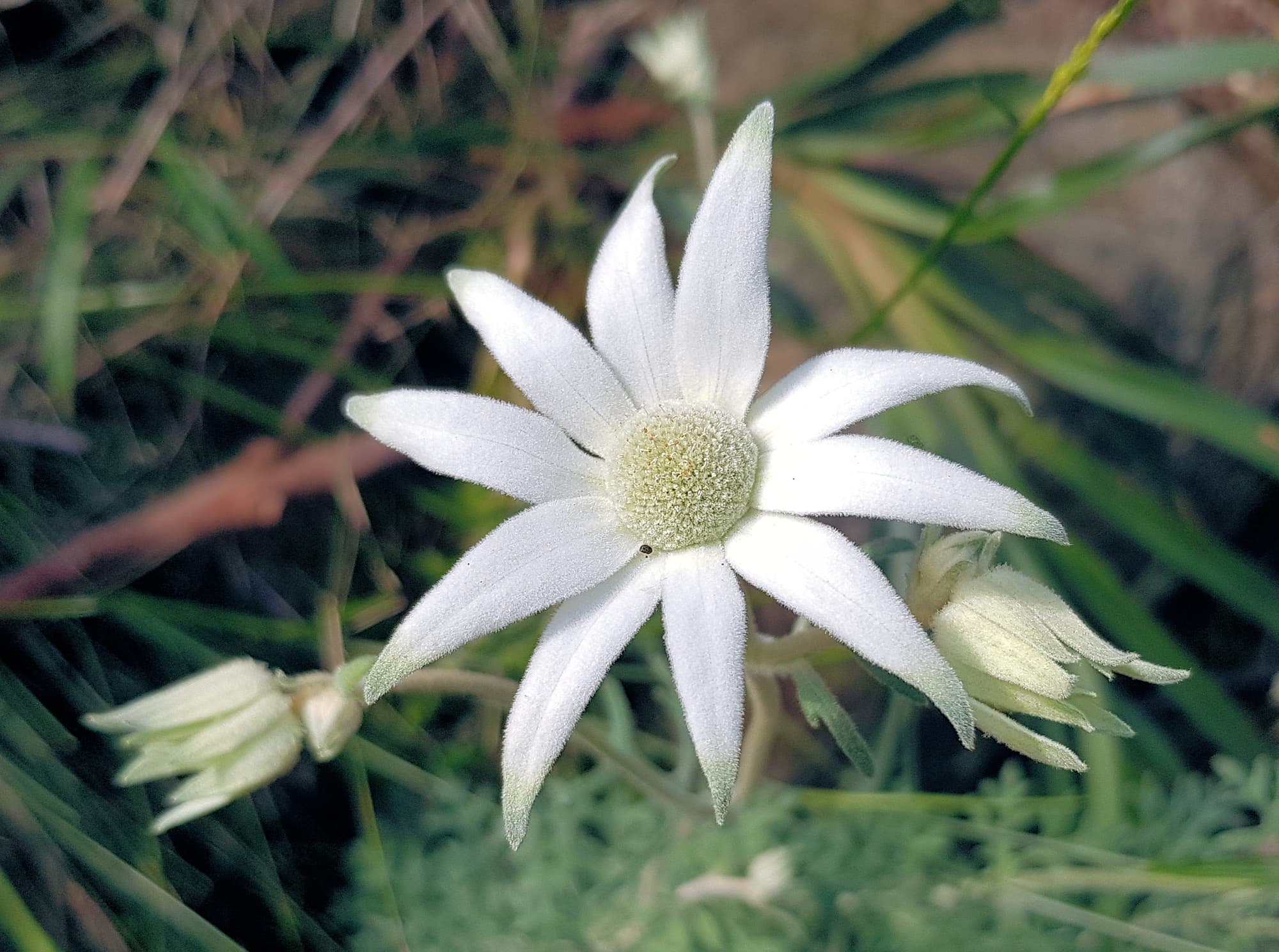Flannel Flower (Actinotus helianthi), Stony Range Regional Botanic Garden, Dee Why NSW