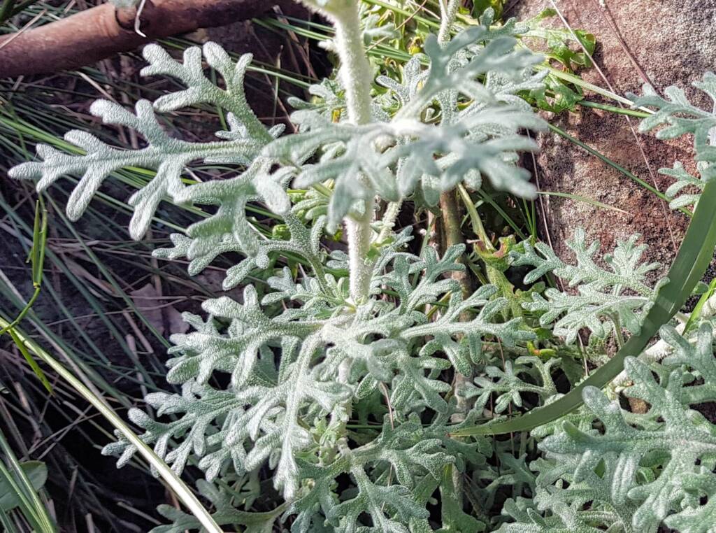 Flannel Flower (Actinotus helianthi), Stony Range Regional Botanic Garden, Dee Why NSW