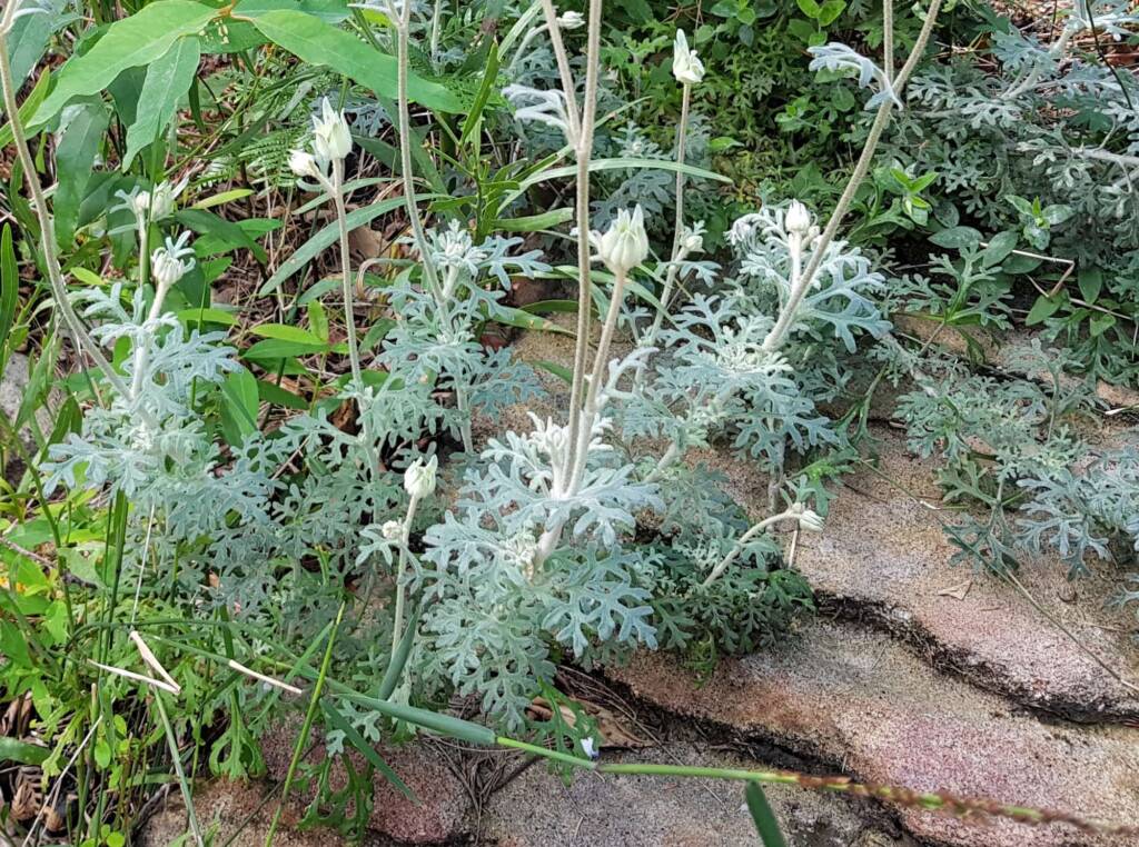 Flannel Flower (Actinotus helianthi), Stony Range Regional Botanic Garden, Dee Why NSW